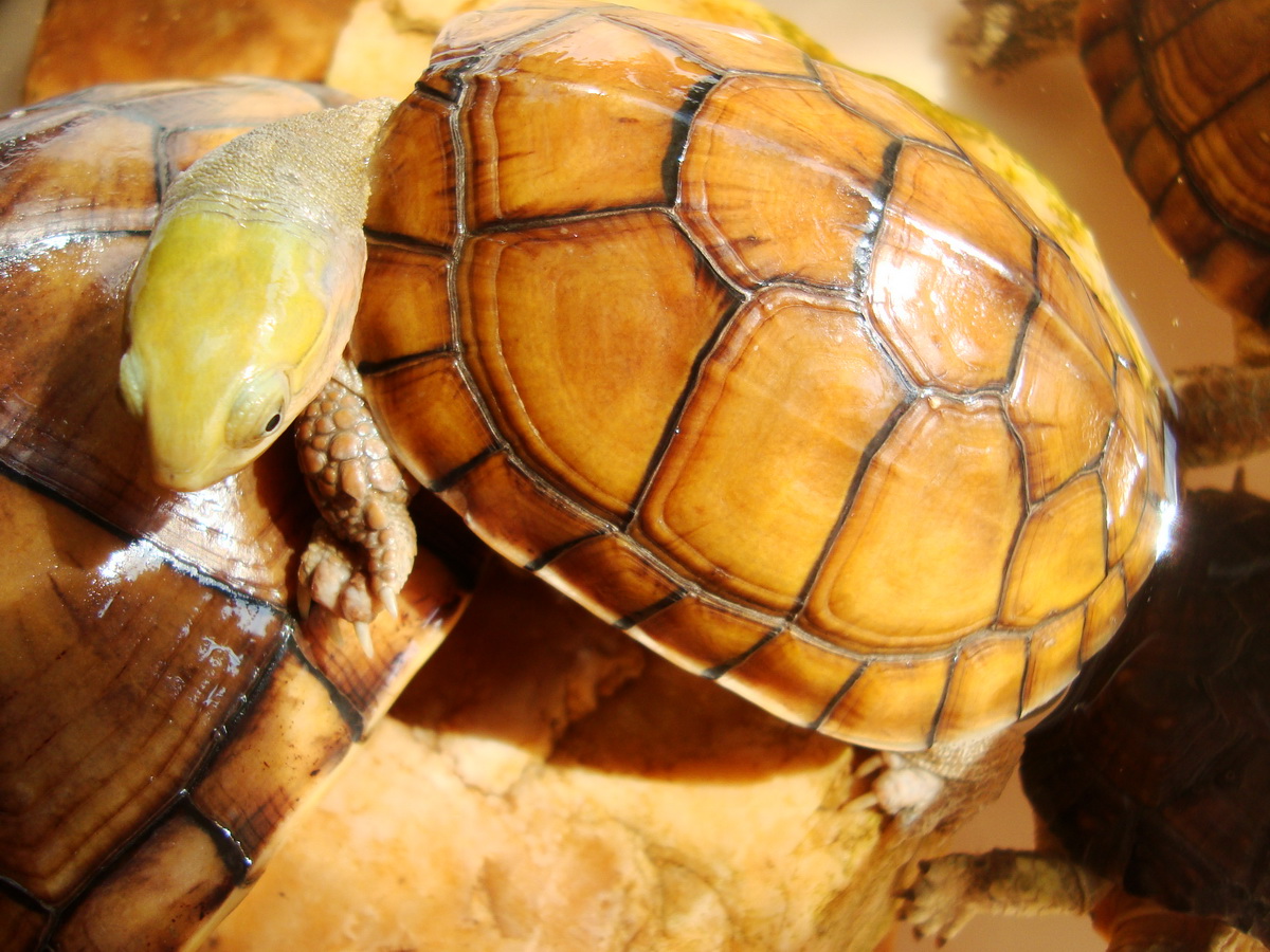 世界最恐怖的三种动物 世界五大恐怖动物